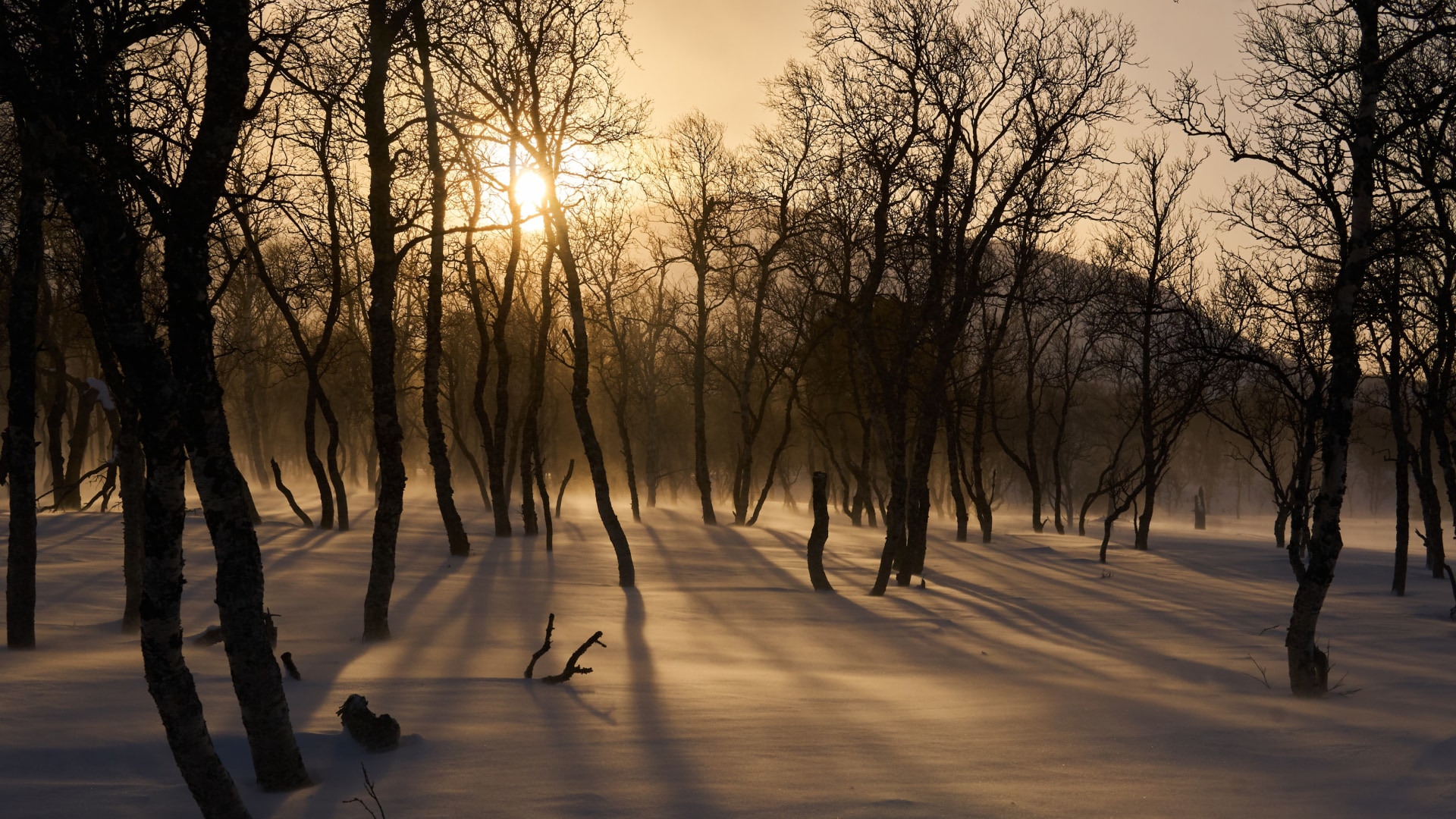 Huskyspuren im Reisa-Tal